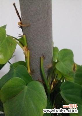 传递温暖与情感的自然之语 以心叶藤