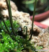 探寻熊童子开花的寓意和象征意义 熊童子开花的生机勃勃与活力四射