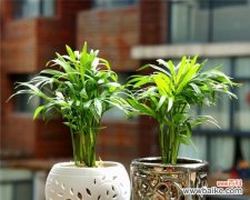 小小植物传递大大的情感 以袖珍椰子的花语