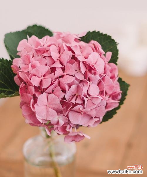 绣球春化的意义和过程解析 揭秘绣球春化