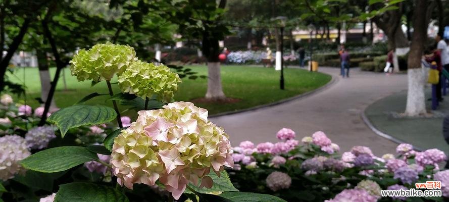 揭秘绣球花背后的寓意与意义 绣球花的花语及象征意义