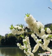 雪绒花的寓意与美丽 雪绒花的花语与传说