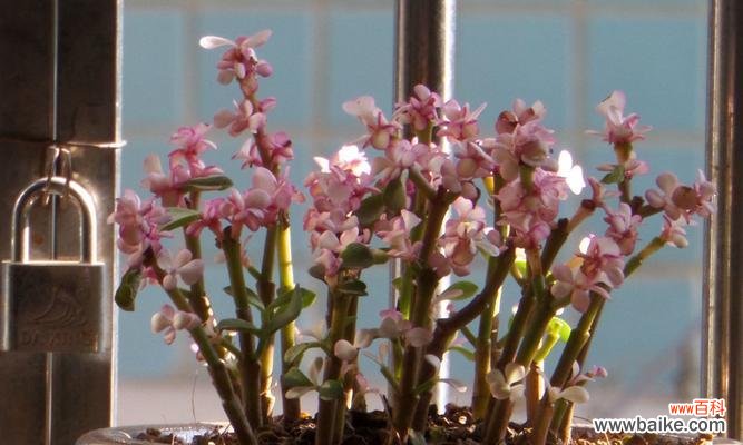 舞动花语 雅乐之舞