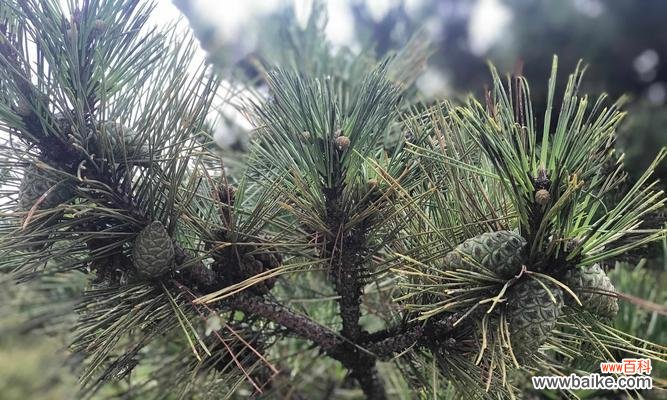 探寻雪松的神秘花语与历史文化地位 雪松的花语与文化地位