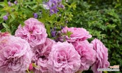 探究雅乐之舞的文化内涵与表达方式 翩翩起舞