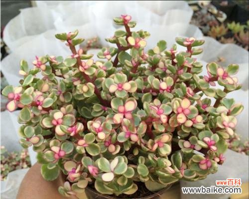 多肉植物中的舞者——以雅乐之舞 探秘以雅乐之舞