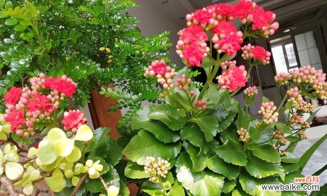 春日花卉的寓意象征有哪些?如何解读花的语言?