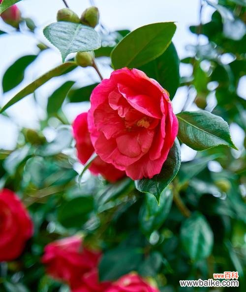 春日花卉的寓意象征有哪些?如何解读花的语言?