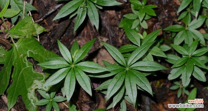 六叶花属于什么花的寓意和象征？六叶花的象征意义有哪些？