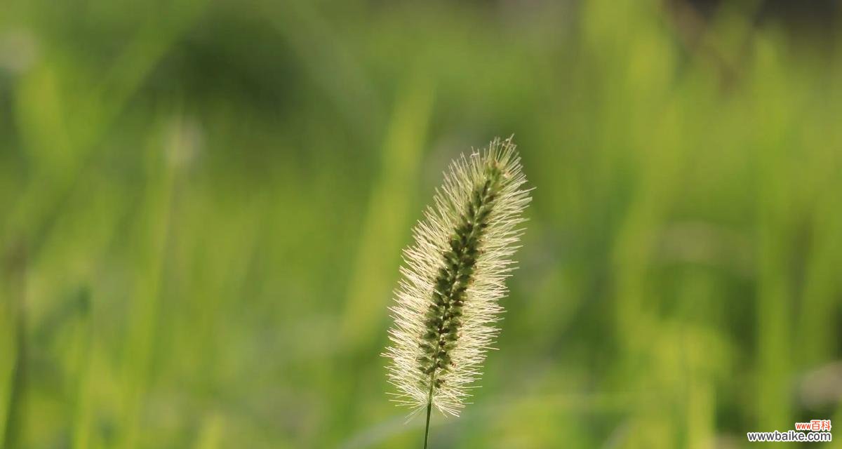 袋草花语代表什么?了解袋草的象征意义和用途?