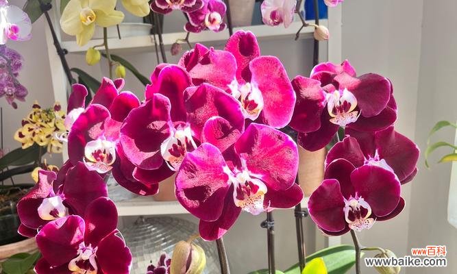 蝴蝶台灯的花语是什么?购买时需要注意哪些细节?