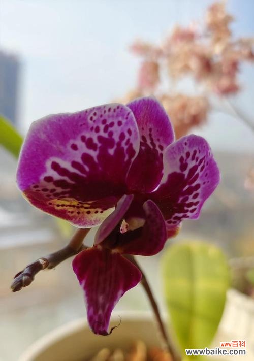 蝴蝶台灯的花语是什么?购买时需要注意哪些细节?