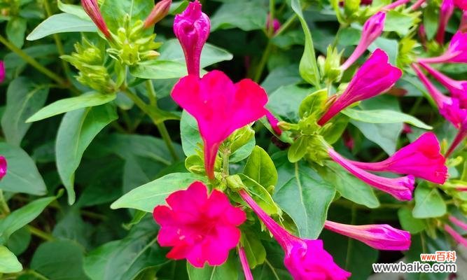 什么花象征了革命战士的精神?揭秘那些代表勇气与牺牲的花卉?