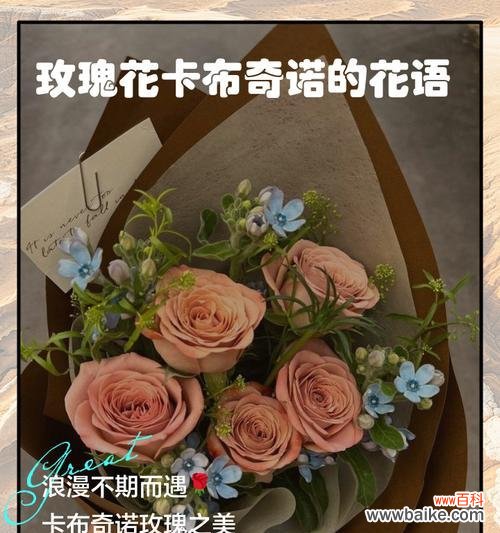 卡布什么花语是什么?如何正确理解卡布花的含义?