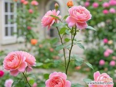 象征光的花是什么颜色的？揭秘花语中的光之色彩