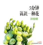 咸菜桔梗的花语是什么？了解其独特含义和象征意义