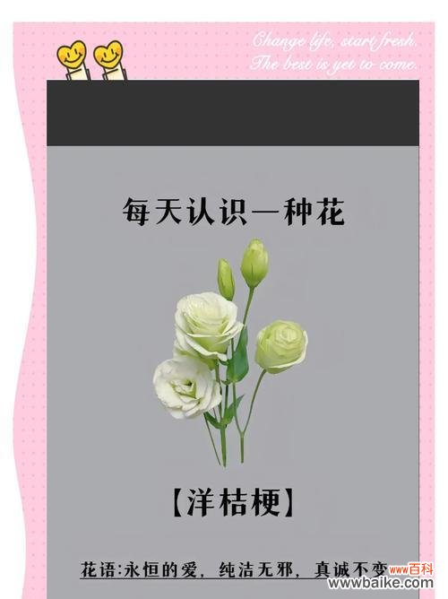 咸菜桔梗的花语是什么?了解其独特含义和象征意义