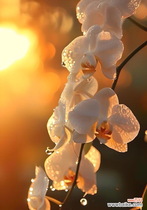 什么花象征着清洁高雅的意思？如何用花卉表达纯洁与优雅？