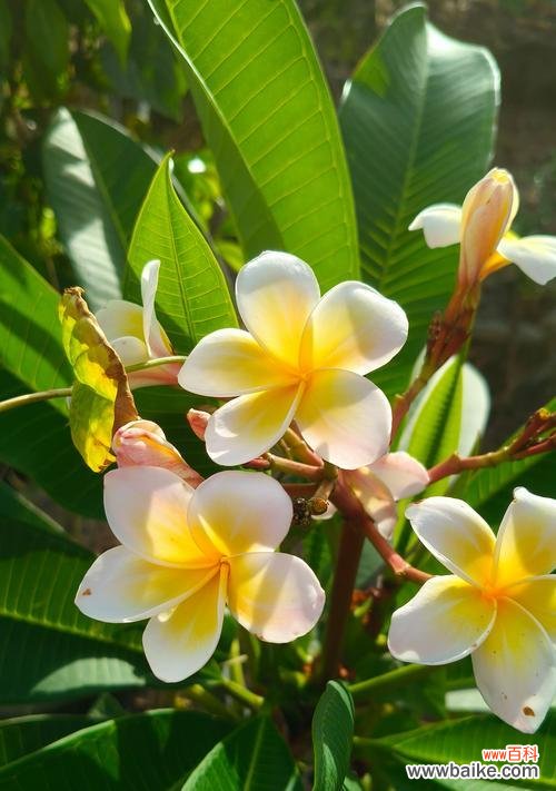 什么花象征着清洁高雅的意思？如何用花卉表达纯洁与优雅？
