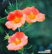 喜欢花老的象征是什么？花老代表的含义有哪些？