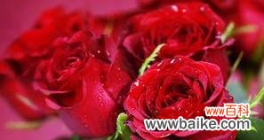 用11朵玫瑰花传达的深情表白 11朵玫瑰花的花语及意义