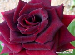 11朵红玫瑰的寓意与表达方式 深情告白，红玫瑰的花语