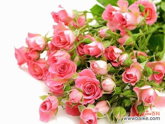 以十朵玫瑰传递爱的语言，了解玫瑰的不同含义 十朵玫瑰的花语及意义