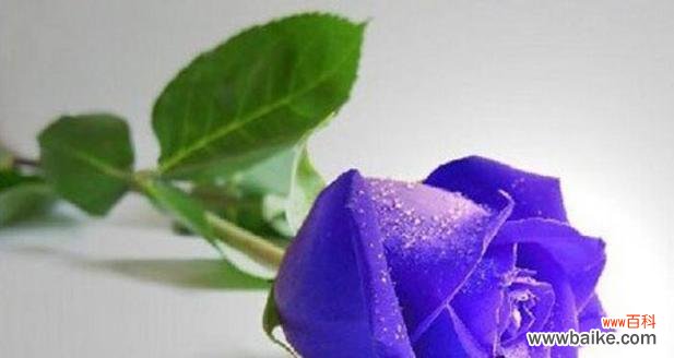 浪漫神秘的花语，玫瑰的15种寓意 15朵玫瑰代表的花语及其意义解析