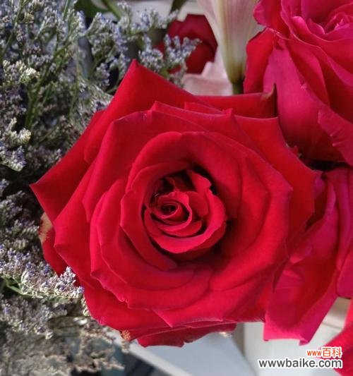 揭秘16朵玫瑰花背后的花语之意 16朵玫瑰花的花语之谜