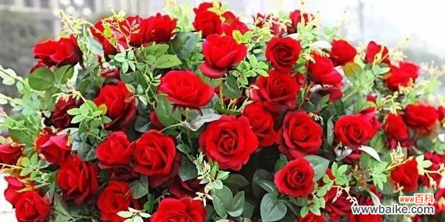 揭秘16朵玫瑰花背后的花语之意 16朵玫瑰花的花语之谜