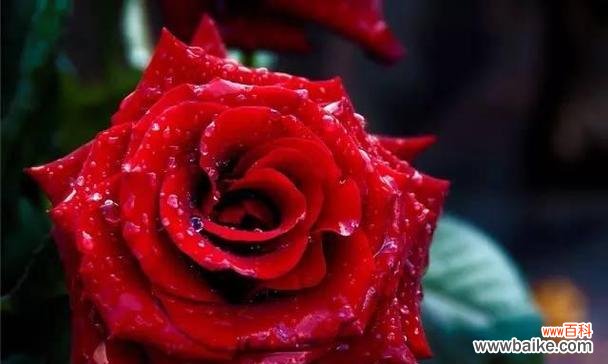 解读16朵玫瑰的深层含义 以16朵玫瑰代表什么花语?