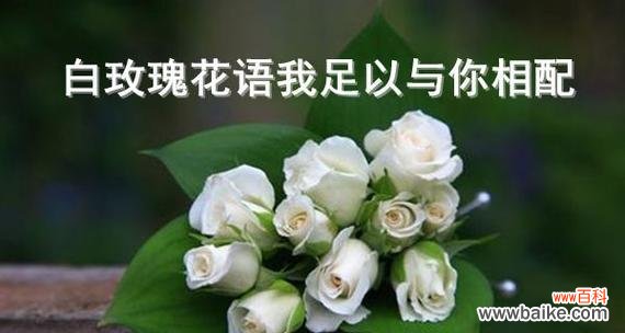 解读16朵玫瑰的深层含义 以16朵玫瑰代表什么花语?