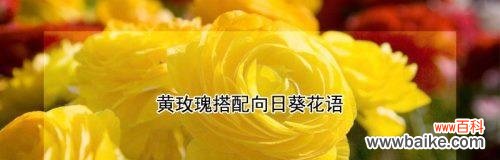 探索16朵黄玫瑰所代表的意义 16朵黄玫瑰的花语