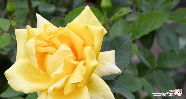 探索16朵黄玫瑰所代表的意义 16朵黄玫瑰的花语