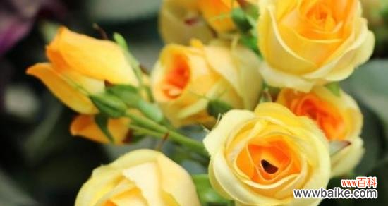 探索16朵黄玫瑰所代表的意义 16朵黄玫瑰的花语