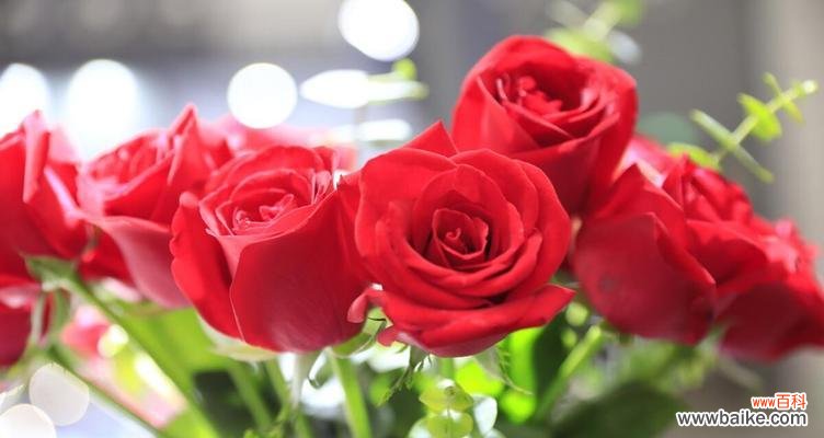 探寻17朵玫瑰花的花语,解读爱情的不同维度 17朵玫瑰花的花语及其意义解析