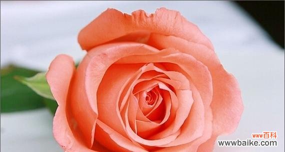 探寻17朵玫瑰花的花语,解读爱情的不同维度 17朵玫瑰花的花语及其意义解析