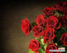 玫瑰花语的深层解读与传承 17朵玫瑰的花语