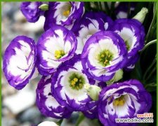 探寻洋桔梗花的内涵和传承 洋桔梗花的象征意义及文化价值