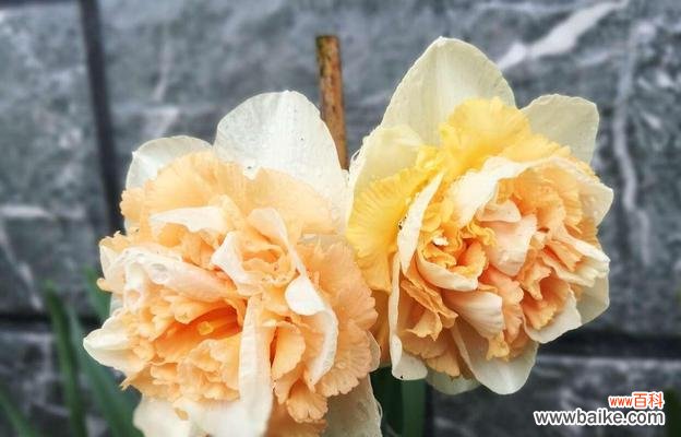 探索洋水仙的美丽寓意与文化象征 洋水仙的花语与文化寓意