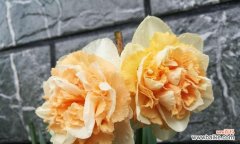 探索洋水仙花的神秘世界 洋水仙花语的寓意