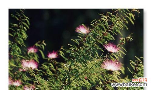 夜合花的神秘魅力与丰富寓意 夜合花——花语与传说