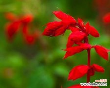 红花的花语 一串红花