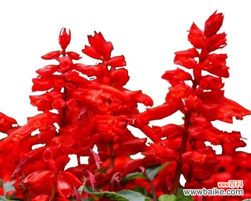 探索一串红花的意义和象征性 红花的语言