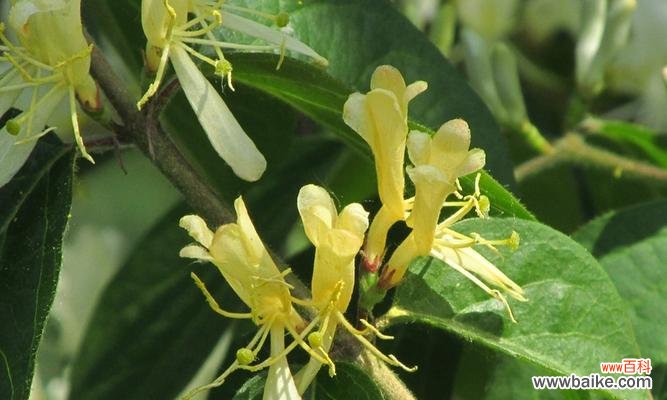 什么花象征傻子?揭秘花语背后的含义?