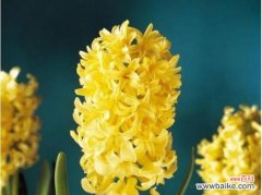 纽扣摆成一朵花代表什么？其深层含义是什么？