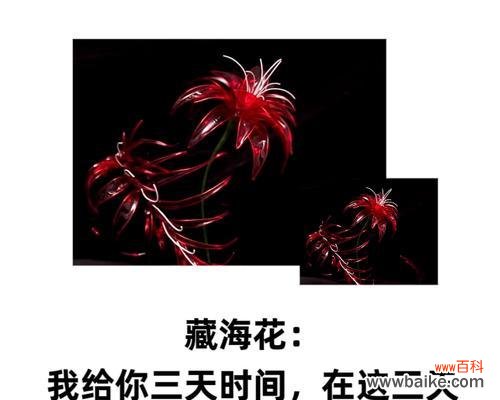 什么花代表喜欢你?揭秘表达爱意的花卉花语