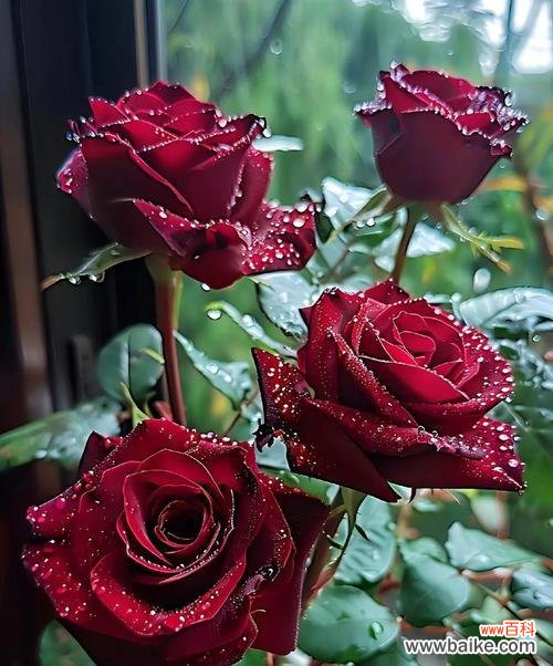 什么花代表喜欢你?揭秘表达爱意的花卉花语