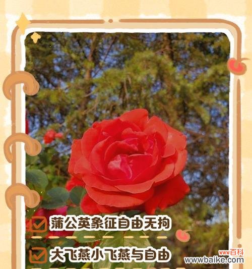 什么花代表喜欢你?揭秘表达爱意的花卉花语