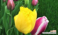 什么花象征热烈？热烈的花有哪些特点和含义？